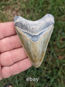 3.24 Bone Valley Megalodon Shark Tooth. #004