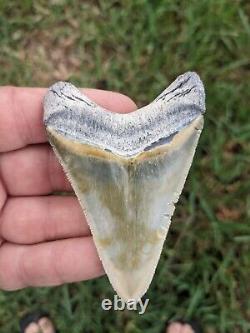 3.24 Bone Valley Megalodon Shark Tooth. #004