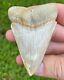 3.26 Inch Monster Great White Shark Tooth, Fossil, Big As Some Megalodon Teeth