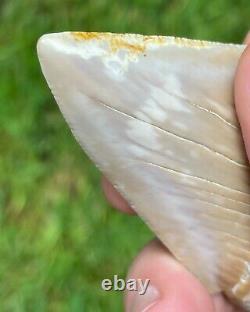 3.26 INCH MONSTER GREAT WHITE SHARK TOOTH, Fossil, big as some Megalodon teeth