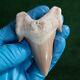 3.2 Top Quality Otodus Shark Fossil Tooth Paleontology Megalodon Morocco
