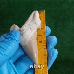 3.2 TOP QUALITY OTODUS SHARK FOSSIL TOOTH Paleontology Megalodon Morocco