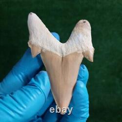 3.2 TOP QUALITY OTODUS SHARK FOSSIL TOOTH Paleontology Megalodon Morocco