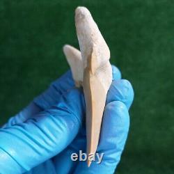 3.2 TOP QUALITY OTODUS SHARK FOSSIL TOOTH Paleontology Megalodon Morocco