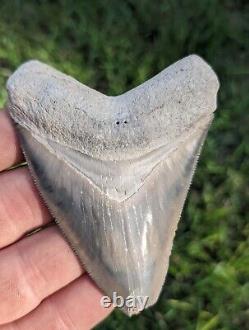 3.34 Bone Valley Megalodon Shark Tooth. #230