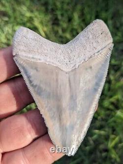 3.34 Bone Valley Megalodon Shark Tooth. #230