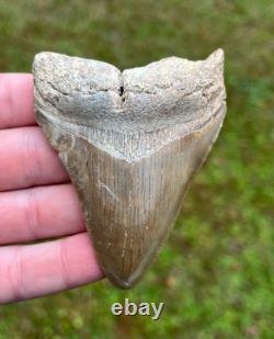 3.36 Otodus Megalodon Fossil Shark Tooth from Charleston/Summerville, SC