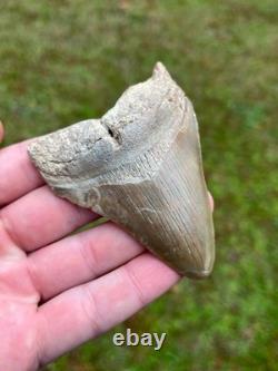 3.36 Otodus Megalodon Fossil Shark Tooth from Charleston/Summerville, SC