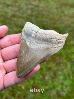 3.36 Otodus Megalodon Fossil Shark Tooth from Charleston/Summerville, SC