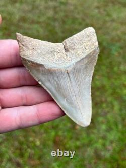 3.36 Otodus Megalodon Fossil Shark Tooth from Charleston/Summerville, SC