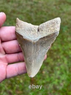 3.36 Otodus Megalodon Fossil Shark Tooth from Charleston/Summerville, SC