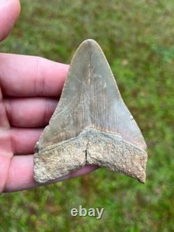 3.36 Otodus Megalodon Fossil Shark Tooth from Charleston/Summerville, SC
