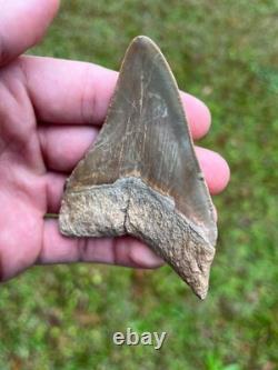 3.36 Otodus Megalodon Fossil Shark Tooth from Charleston/Summerville, SC