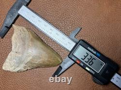 3.36 Otodus Megalodon Fossil Shark Tooth from Charleston/Summerville, SC