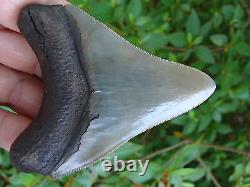 3.37 inch MONSTER Megalodon shark tooth teeth fossil mako great white killer