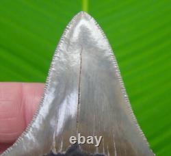 3.38 MEGALODON SHARK TOOTH Serrated Real Fossil with PERFECT Tip No Resto