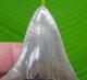 3.38 Megalodon Shark Tooth Serrated Real Fossil With Perfect Tip No Resto