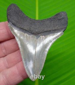 3.38 MEGALODON SHARK TOOTH Serrated Real Fossil with PERFECT Tip No Resto