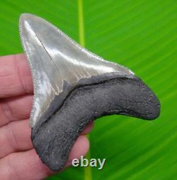 3.38 MEGALODON SHARK TOOTH Serrated Real Fossil with PERFECT Tip No Resto