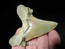 3-3/16 PERU AURICULATUS SHARK Tooth Fossil Fish Teeth RARE PERUVIAN MEGALODON