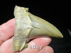 3-3/16 PERU AURICULATUS SHARK Tooth Fossil Fish Teeth RARE PERUVIAN MEGALODON