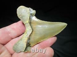 3-3/16 PERU AURICULATUS SHARK Tooth Fossil Fish Teeth RARE PERUVIAN MEGALODON