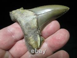 3-3/16 PERU AURICULATUS SHARK Tooth Fossil Fish Teeth RARE PERUVIAN MEGALODON