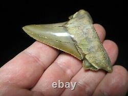 3-3/16 PERU AURICULATUS SHARK Tooth Fossil Fish Teeth RARE PERUVIAN MEGALODON