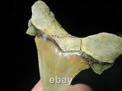 3-3/16 PERU AURICULATUS SHARK Tooth Fossil Fish Teeth RARE PERUVIAN MEGALODON