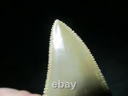 3-3/16 PERU AURICULATUS SHARK Tooth Fossil Fish Teeth RARE PERUVIAN MEGALODON