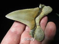 3-3/16 PERU AURICULATUS SHARK Tooth Fossil Fish Teeth RARE PERUVIAN MEGALODON