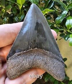 3 3/4 Georgia Megalodon Shark Tooth Fossil Not Great White Mako