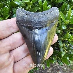 3 3/4 Georgia Megalodon Shark Tooth Fossil Not Great White Mako