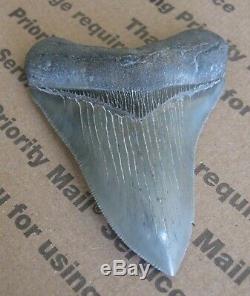 3 3/4 Megalodon Sharks Tooth Fossil Collectors Grade