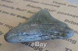 3 3/4 Megalodon Sharks Tooth Fossil Collectors Grade