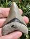 3.3 Bone Valley Megalodon Shark Tooth Fossil