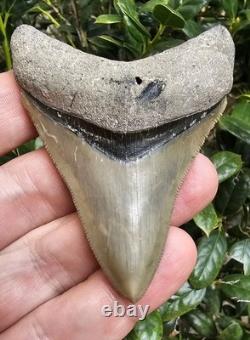 3.3 Bone Valley Megalodon Shark Tooth Fossil