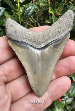 3.3 Bone Valley Megalodon Shark Tooth Fossil