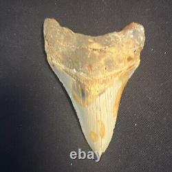 3.42 Inch Real Megalodon Shark Tooth Fossil Giant Prehistoric Meg Teeth #0068