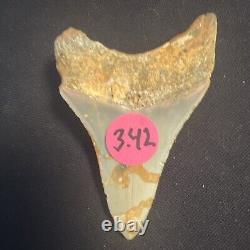 3.42 Inch Real Megalodon Shark Tooth Fossil Giant Prehistoric Meg Teeth #0068