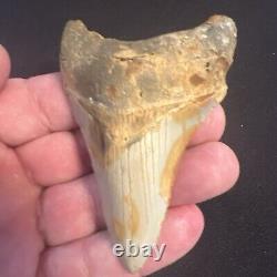 3.42 Inch Real Megalodon Shark Tooth Fossil Giant Prehistoric Meg Teeth #0068