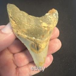 3.42 Inch Real Megalodon Shark Tooth Fossil Giant Prehistoric Meg Teeth #0068