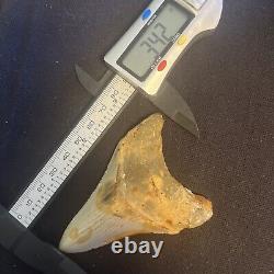 3.42 Inch Real Megalodon Shark Tooth Fossil Giant Prehistoric Meg Teeth #0068