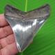 3.42 Megalodon Shark Tooth Real Fossil No Restorations