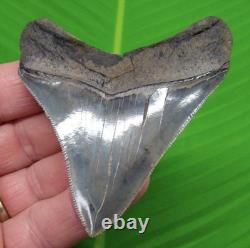 3.42 MEGALODON SHARK TOOTH Real Fossil NO Restorations