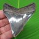 3.42 Megalodon Shark Tooth Real Fossil No Restorations