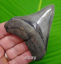 3.42 MEGALODON SHARK TOOTH Real Fossil NO Restorations