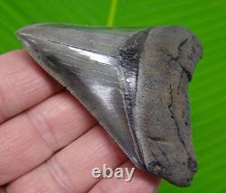 3.42 MEGALODON SHARK TOOTH Real Fossil NO Restorations