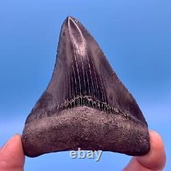 3.46 Megalodon Shark Tooth Museum Quality Tooth No Restoration or Repair