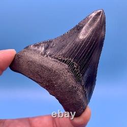 3.46 Megalodon Shark Tooth Museum Quality Tooth No Restoration or Repair